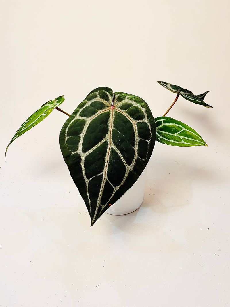 Anthurium 'Docblock Michelle' 12cm (#2) pääkuva