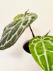 Anthurium 'Docblock Michelle' 12cm (#2) - kuva 7