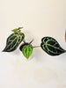 Anthurium 'Docblock Michelle' 12cm (#2) - kuva 2