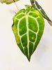 Anthurium 'Docblock Michelle' 12cm (#2) - kuva 5