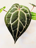 Anthurium 'Docblock Michelle' 12cm (#2) - kuva 3