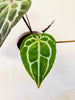 Anthurium 'Docblock Michelle' 12cm (#2) - kuva 6