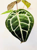 Anthurium 'Docblock Michelle' 12cm (#2) - kuva 4