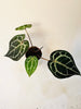 Anthurium 'Docblock Michelle' 12cm (#2) - kuva 8