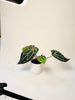 Anthurium 'Docblock Michelle' 12cm (#2) - kuva 9