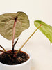 Anthurium 'Docblock Michelle' 12cm (#2) - kuva 10
