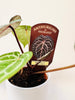 Anthurium 'Docblock Michelle' 12cm (#2) - kuva 12